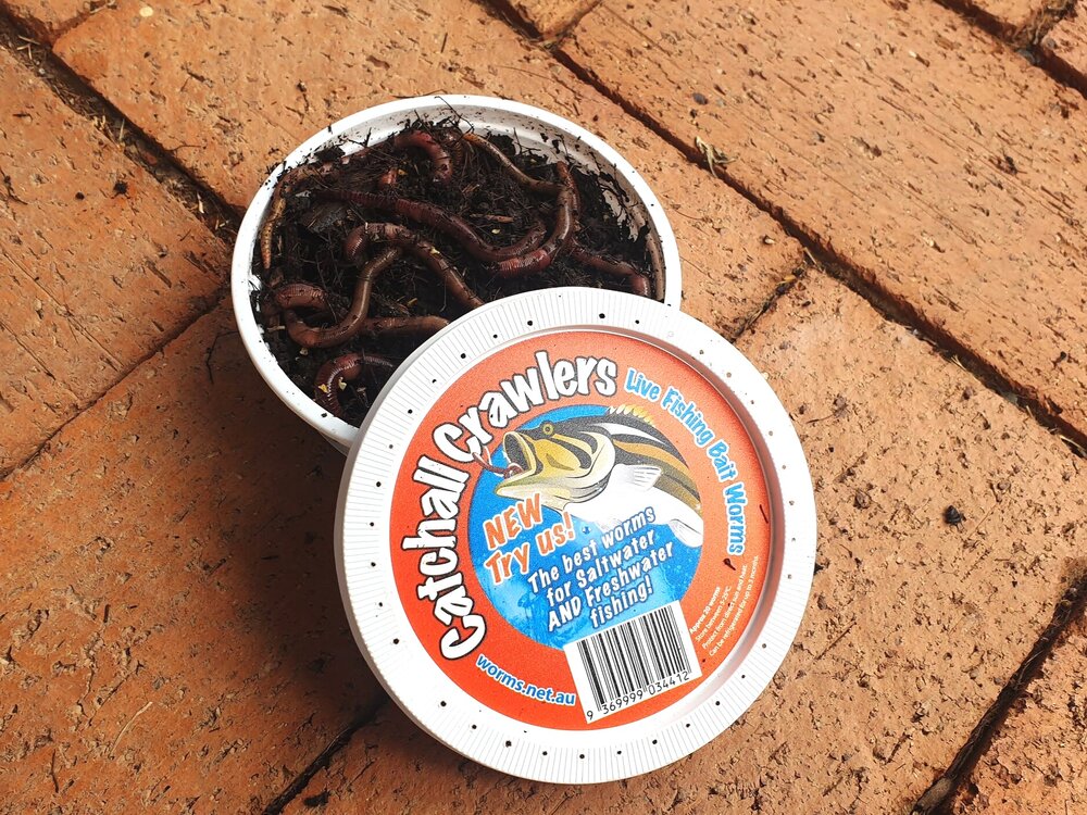 Live Bait Worms