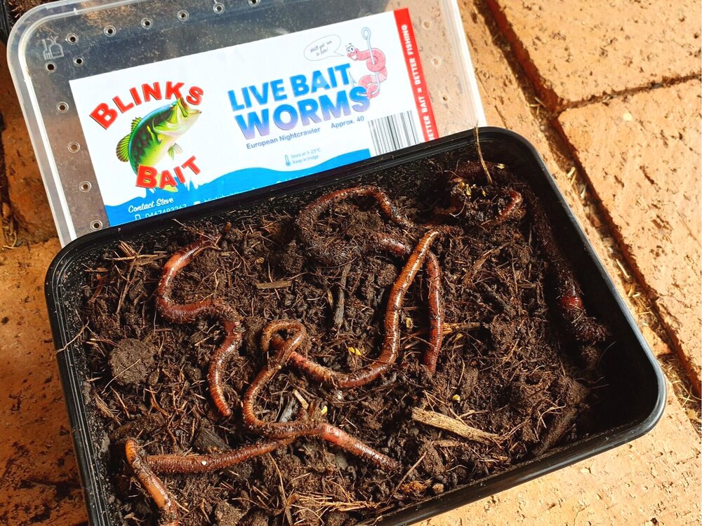 Live Bait Worms