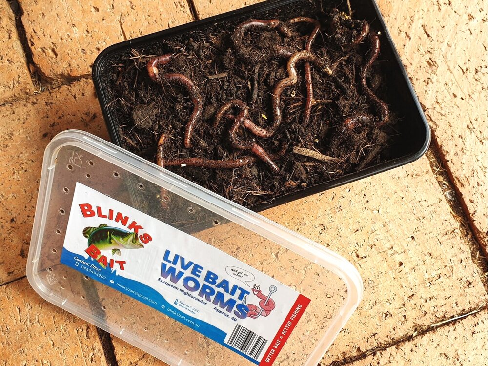 Live Bait Worms
