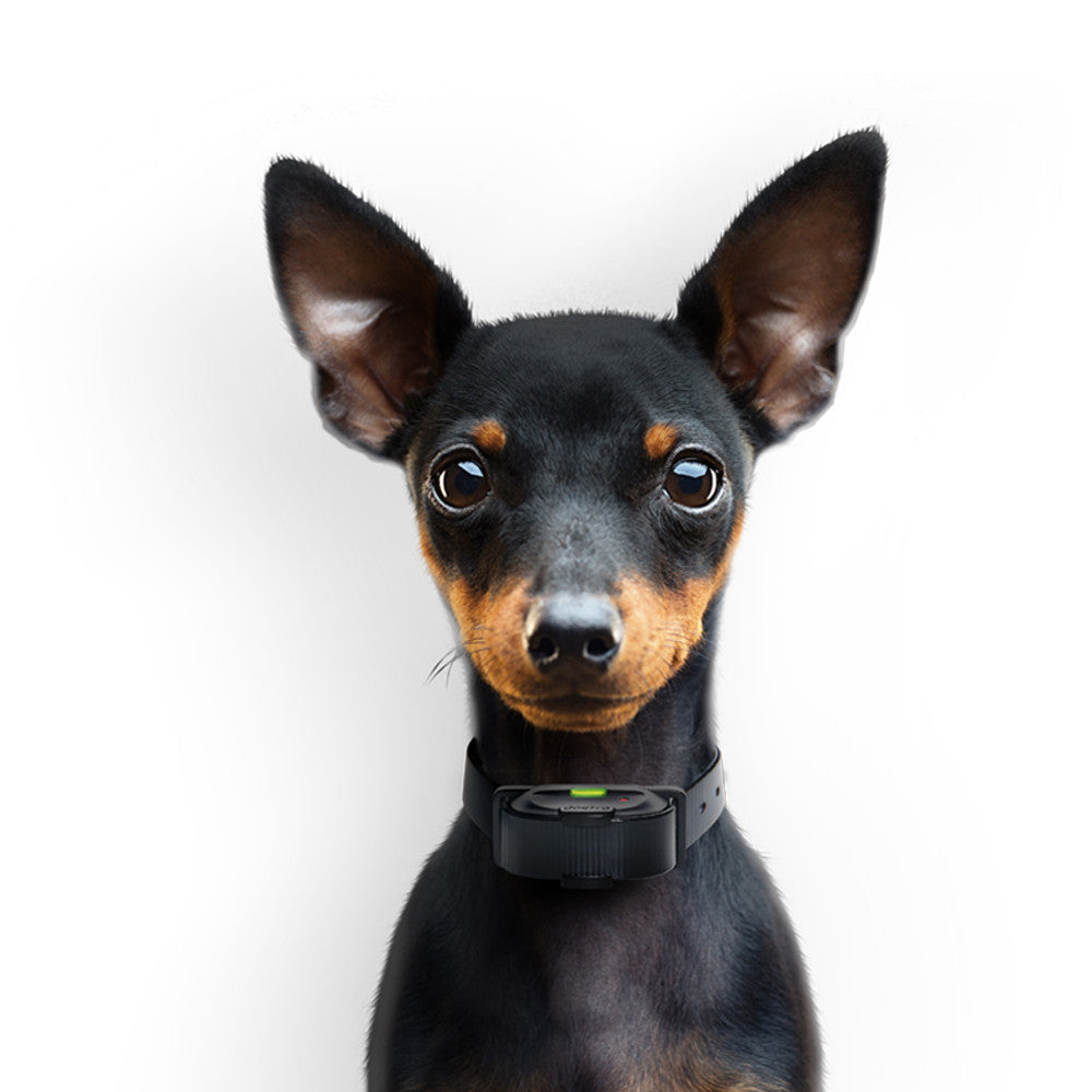 Dogtra "IQ Mini" Dog Training Collar - 365M