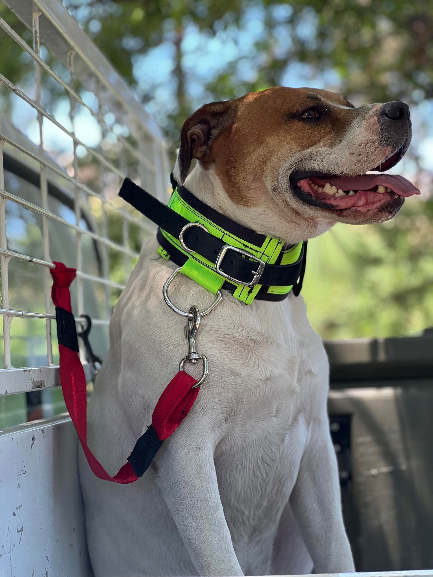 Ute Lead with Quick Release Swivel