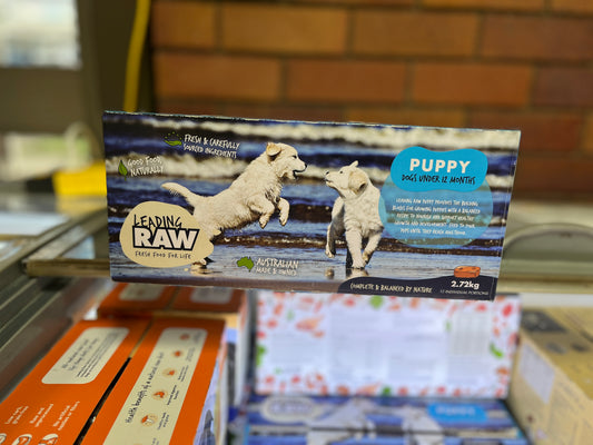Leading Raw Puppy